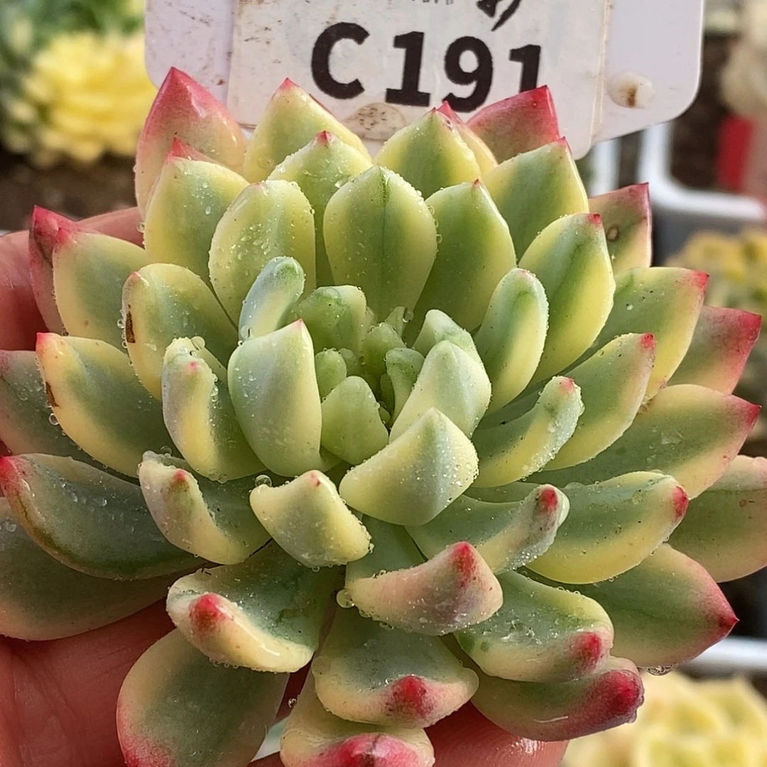 191头盖哈哈哈哈哈哈哈