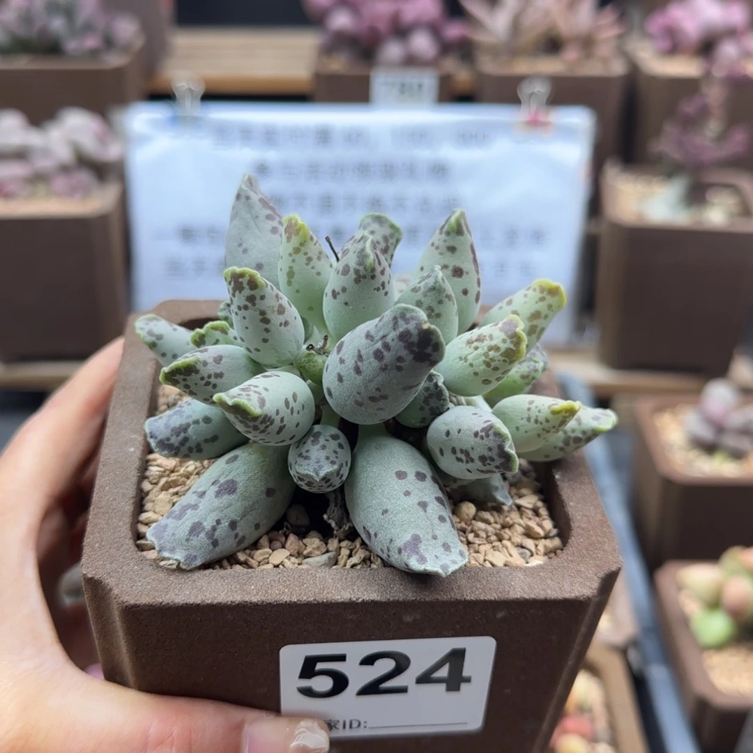 524白肌海报多肉植物