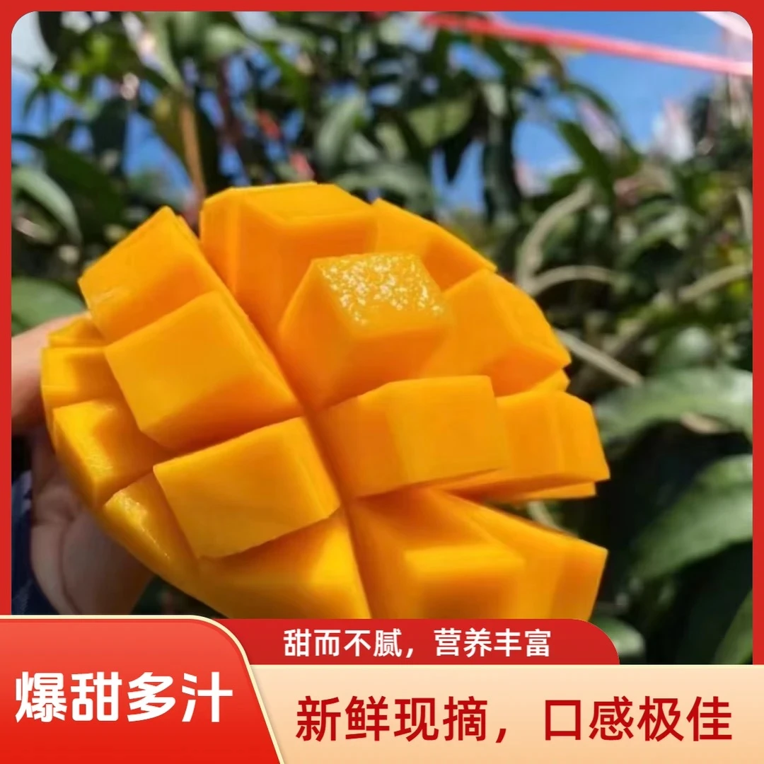青皮金煌芒果广西百色优质产地新鲜当季孕妈水果香甜多汁5/10斤