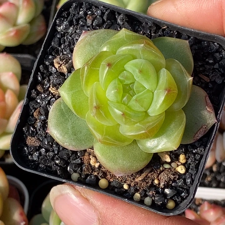 天官赐福百无禁忌