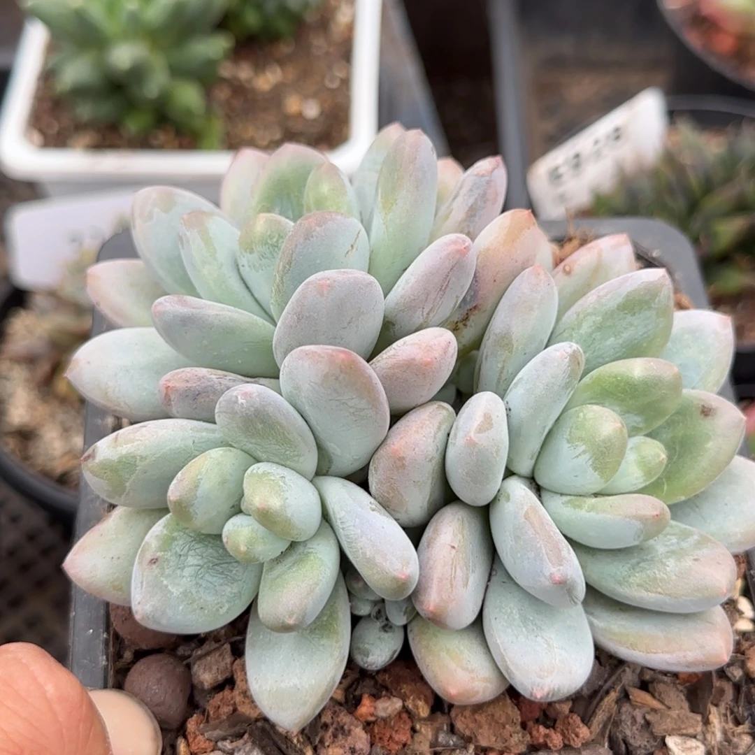 香水一物一拍包装收缩花旱