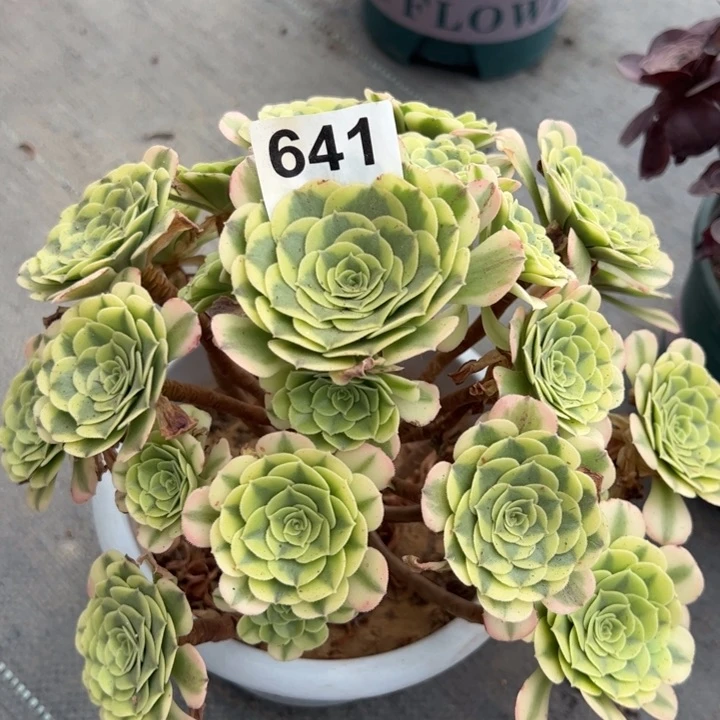 641绿豆沙25厘米有断枝处理