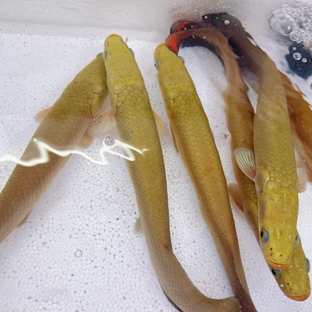 人工饲养热带鱼巨骨鱼40-43cm爆花发色精品