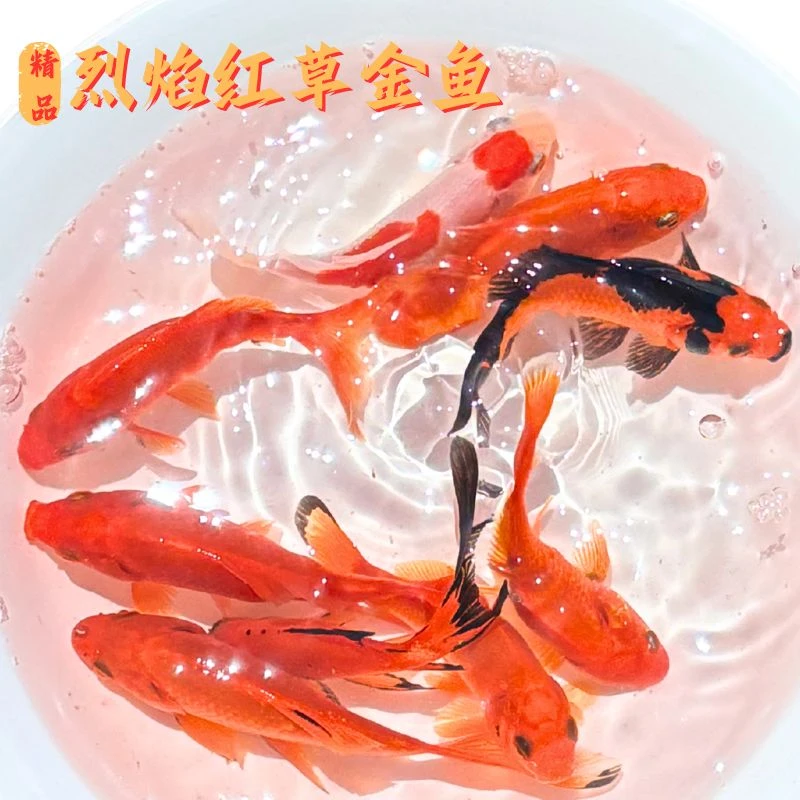 【活体】草金鱼观赏鱼淡水鱼颜色随机自来水可养的鱼