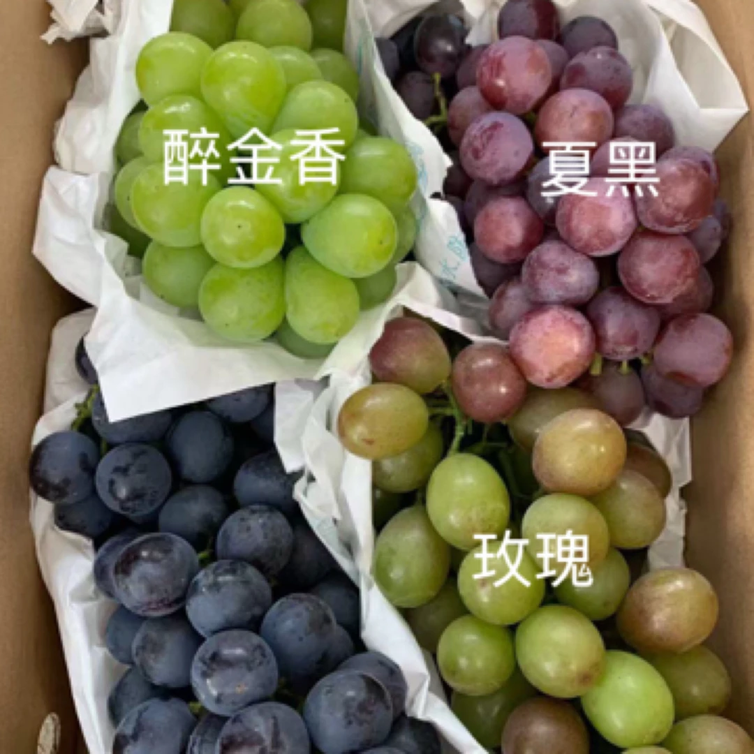 【马陆葡萄三拼】醉金香玫瑰夏黑现采现发冷链发货礼盒装新鲜正宗