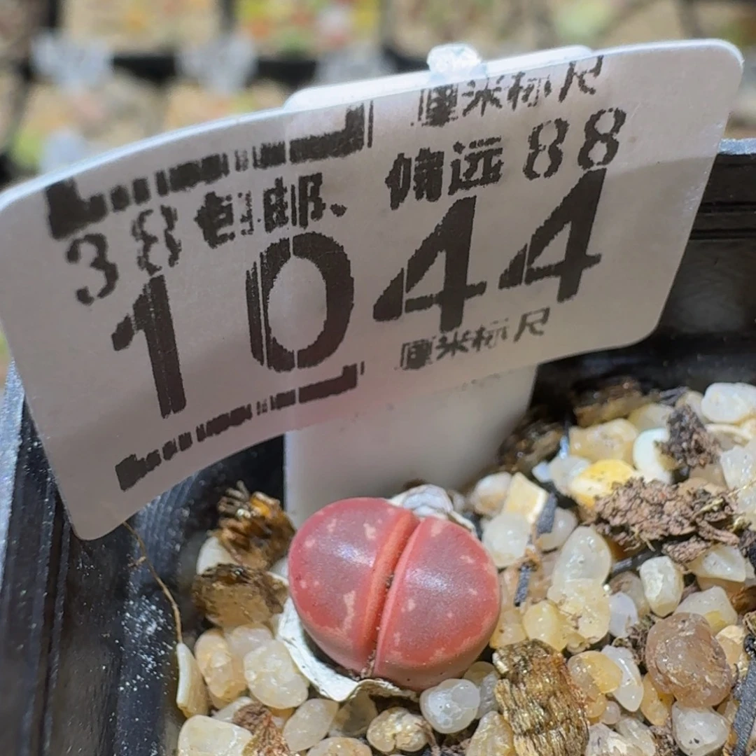 Sssss精品生石花1044