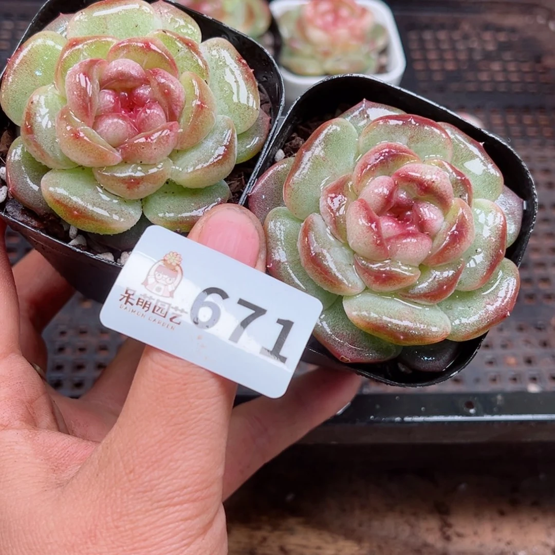 ?**豆多肉植物多肉植物