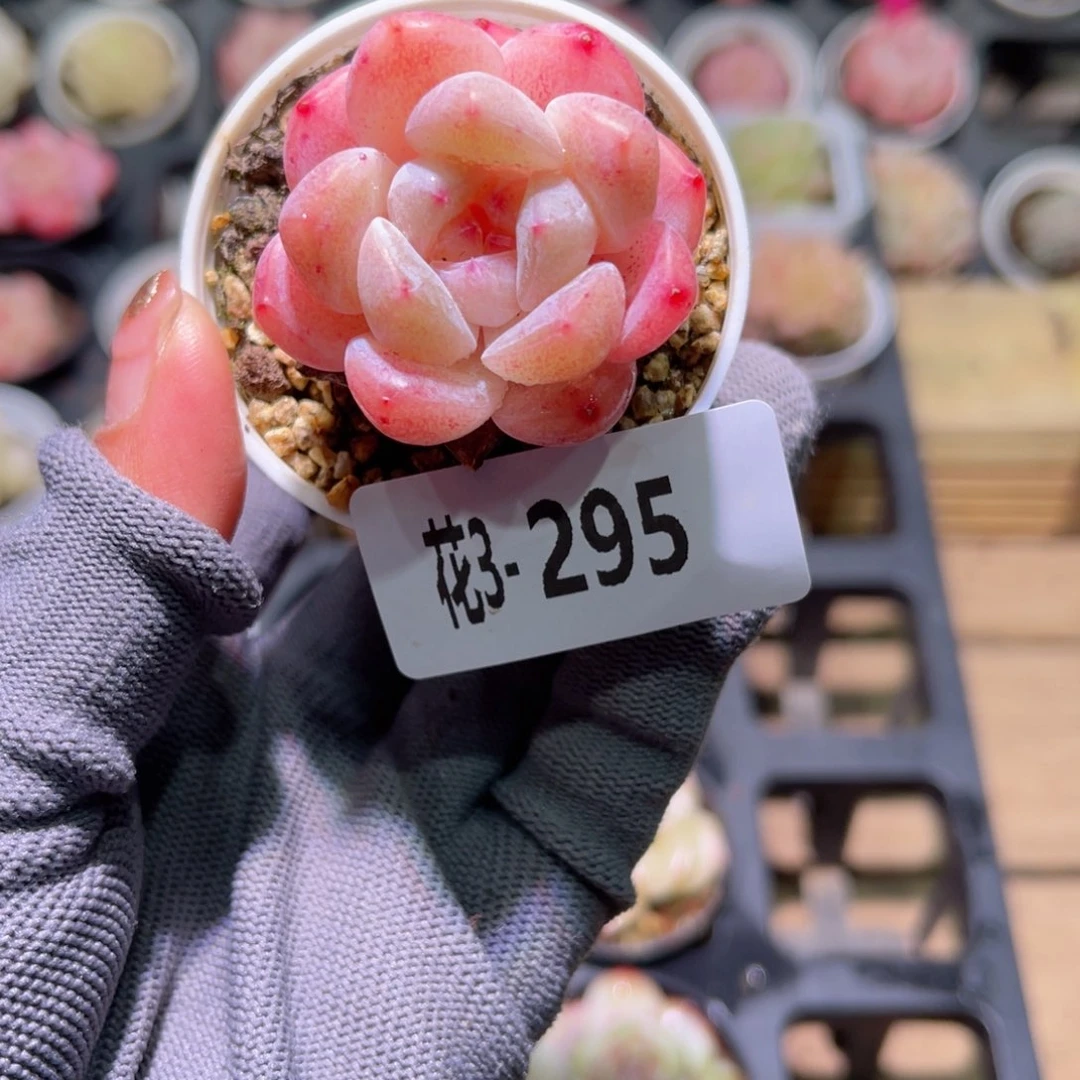 花03-295冰娃娃单头