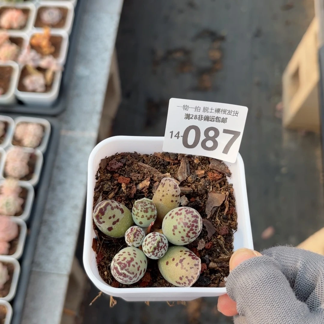 海豹水泡多肉多肉