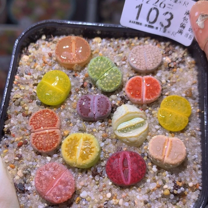 精品生石花226.103