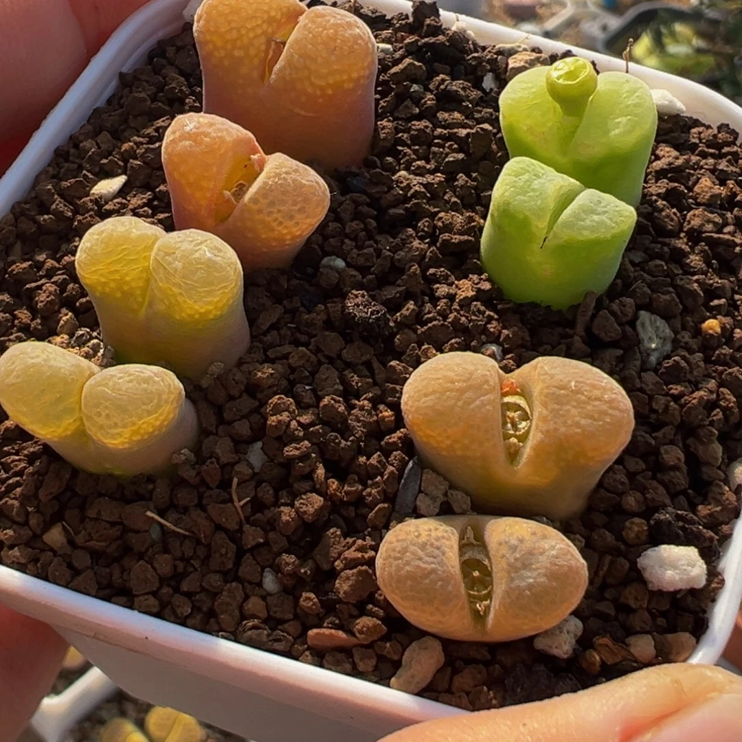 852多肉植物种类多样