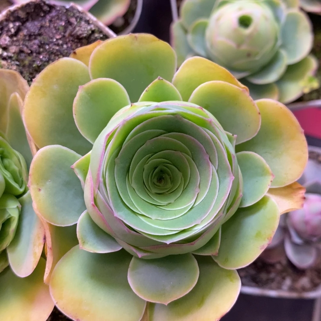 山地玫瑰开播福利一物一拍141惊鸿绝色