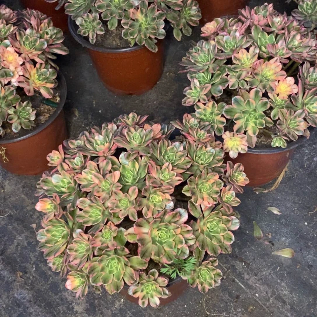 甜茶多肉植物量拍