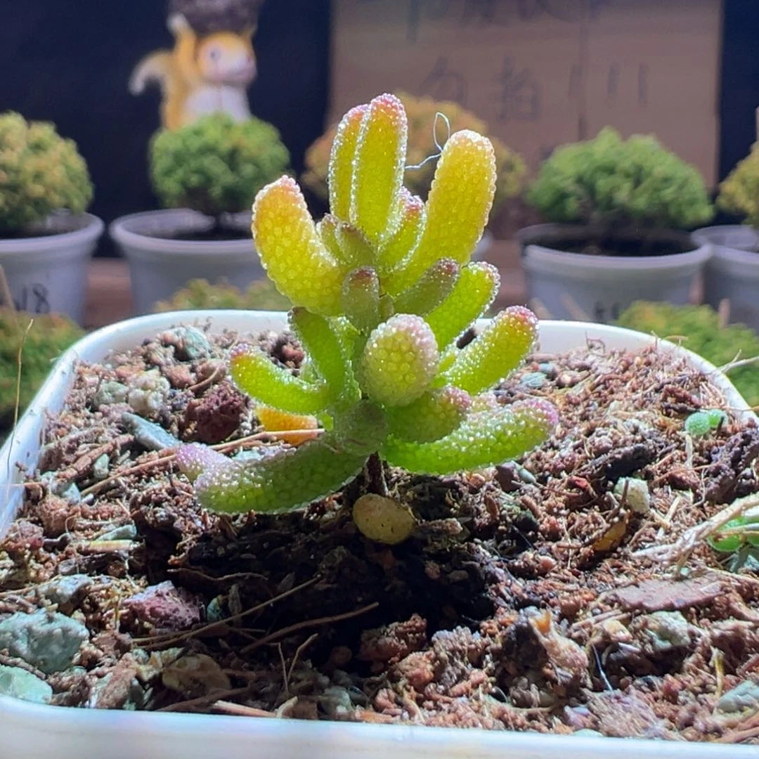 752冰糖一物一拍包开箱