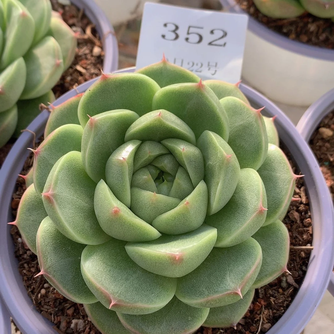 【闪购商品】云352号
