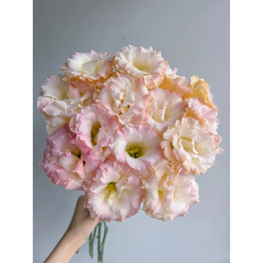 套餐02 香槟桔梗一小把6朵+初吻康乃馨10支+白色单瓣紫罗兰一把