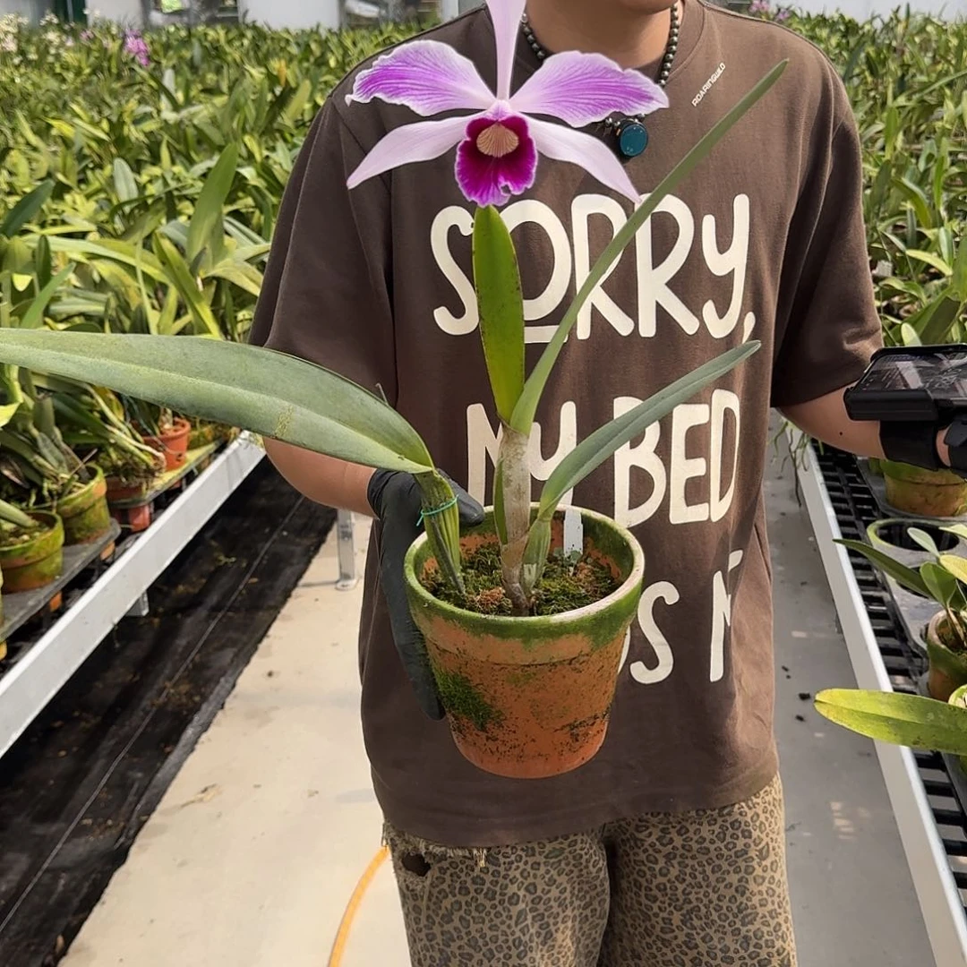 当前无花栽培后可以开花细纹路火焰纹婆婆 叶瑕疵不售后