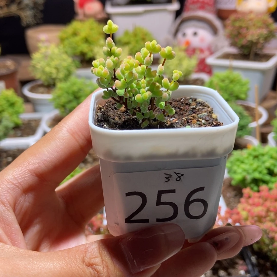 莱斯锦带盆土发货一物一拍