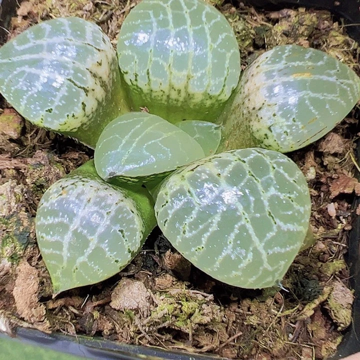 水晶康平19包邮多肉