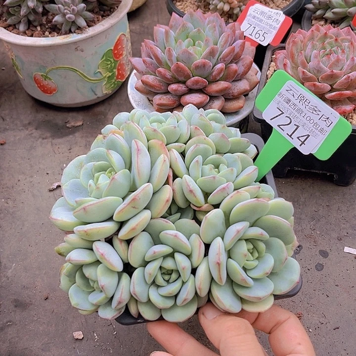 7214香草。