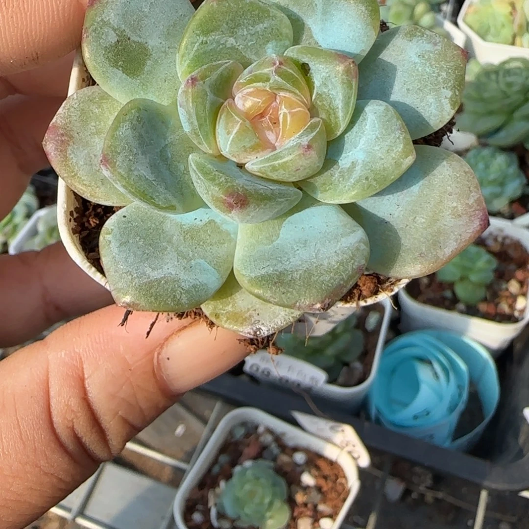 小卡拉米糖心一物一拍