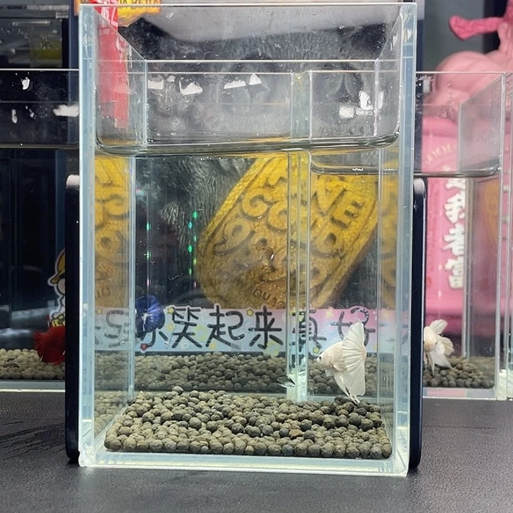 斗鱼62号925早超白