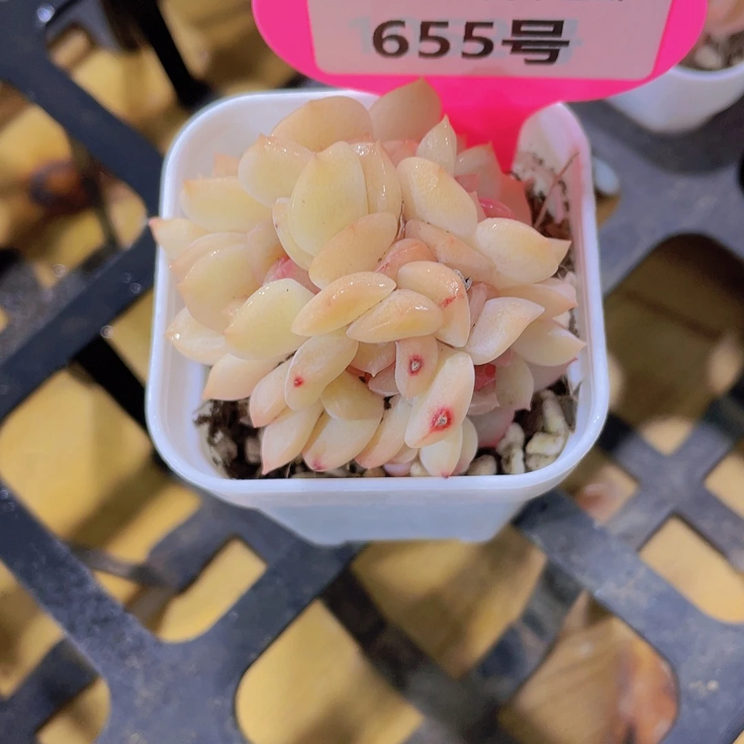 655号 琴心朵朵缀