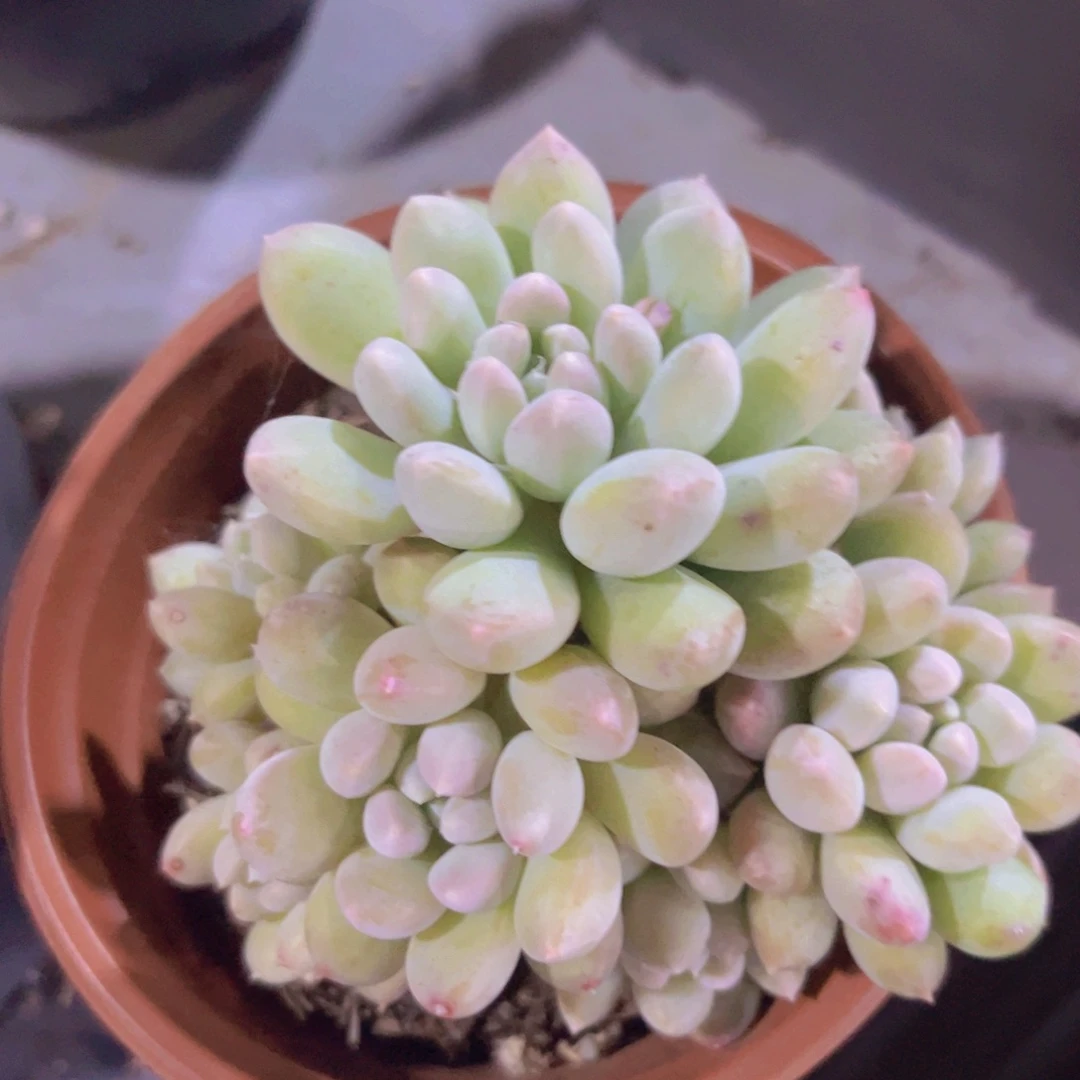 小叶奶糖29208多肉植物