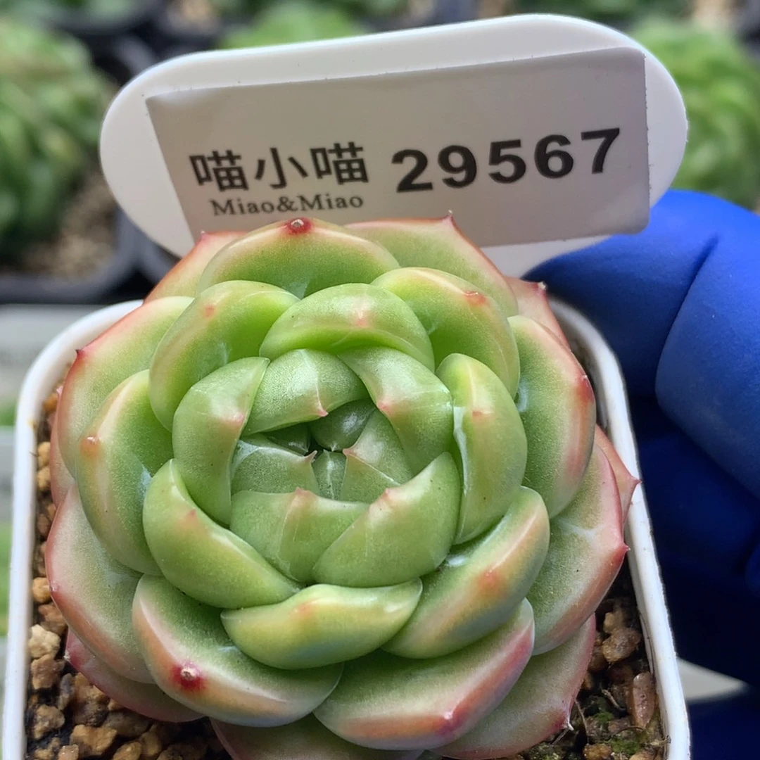 多肉植物杂交珍妮