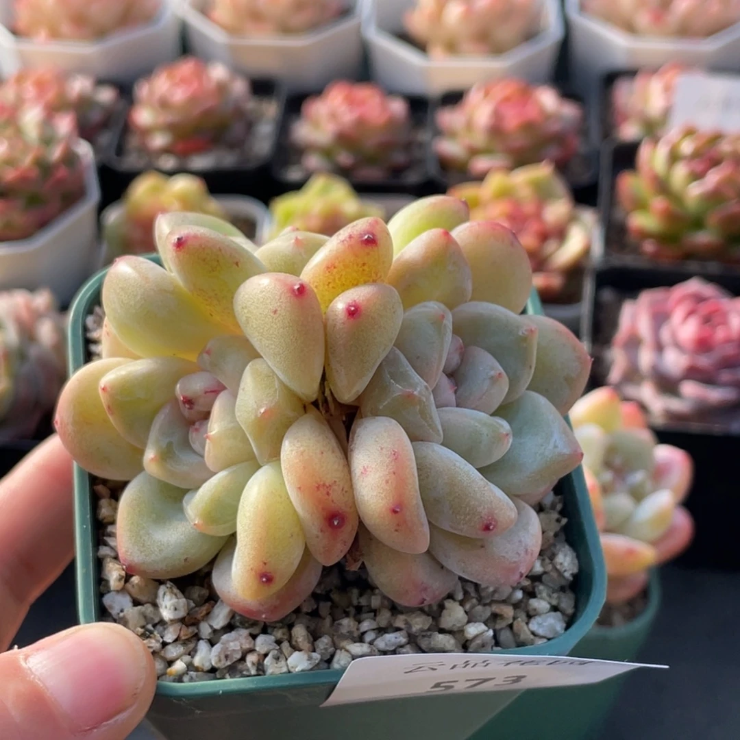 573号糖心冰心珍妮