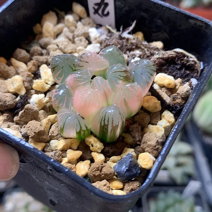 小丸子玉露锦带盆土发货