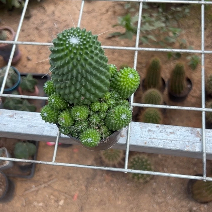 涵***吉祥如意等名家的书法