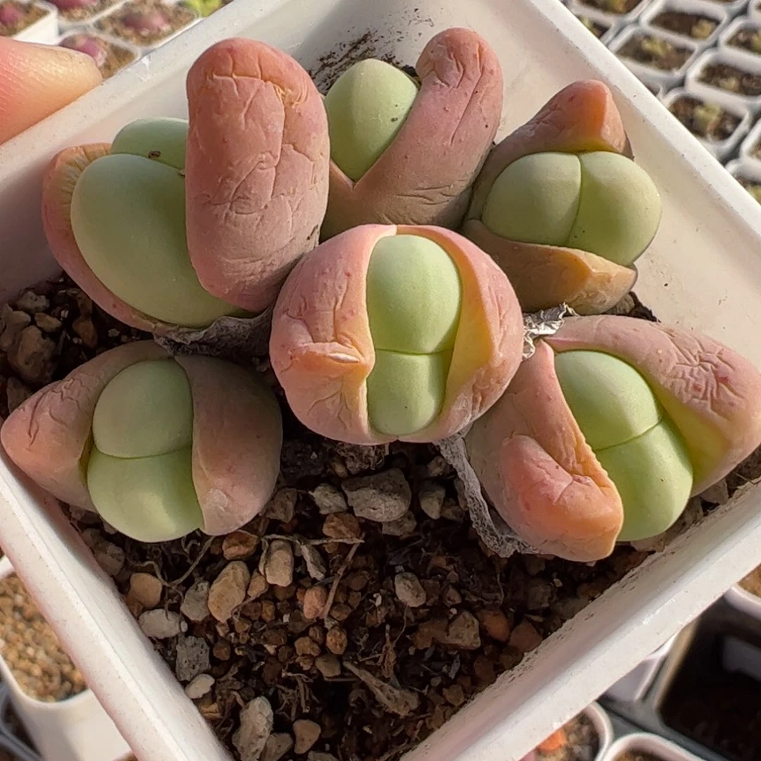 066多肉植物百科