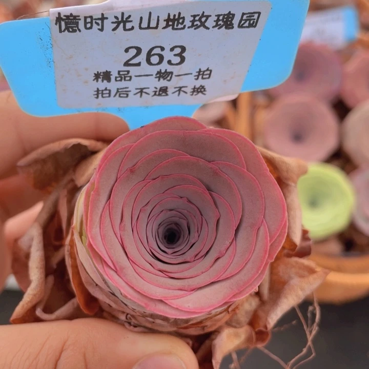 山地玫瑰263裸根发货不售后