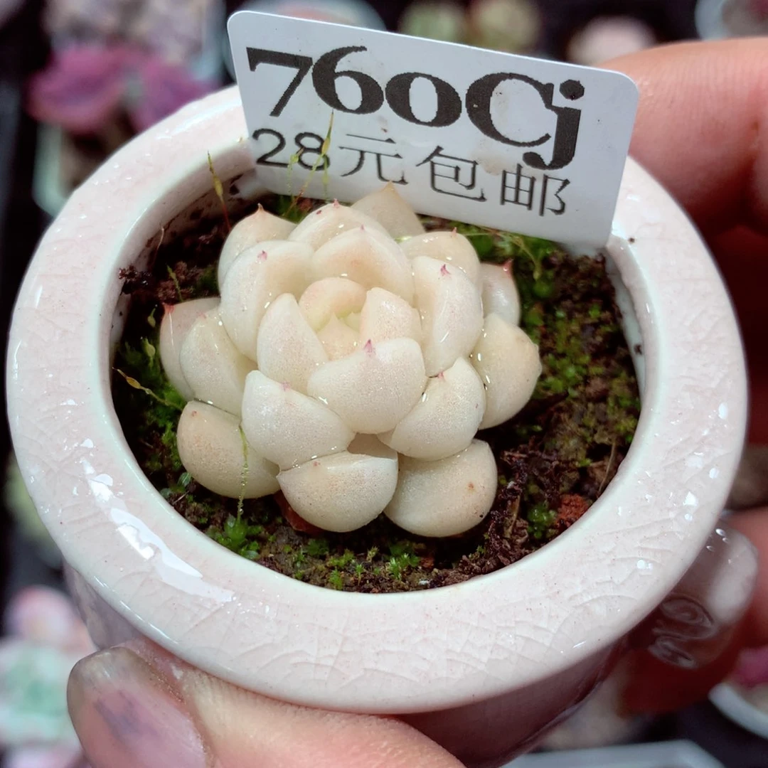 5厘米盆精控多肉760