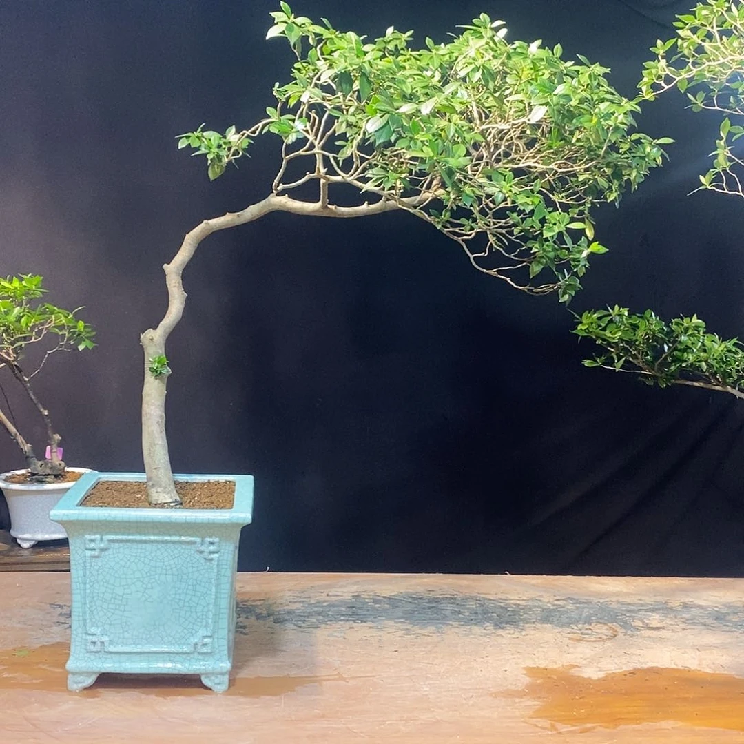 完全开放✨****?栀子花