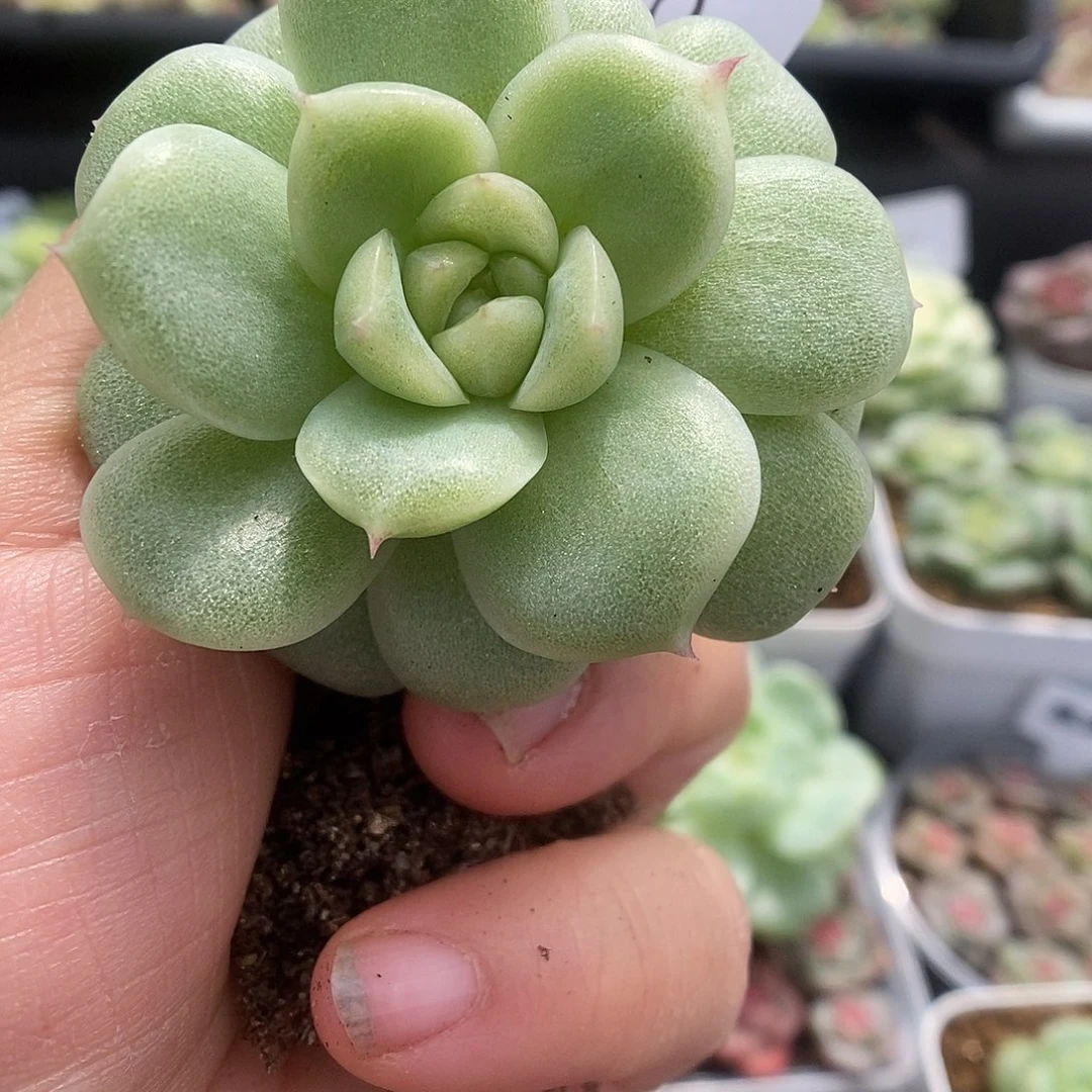 一物一拍一物一拍925-970