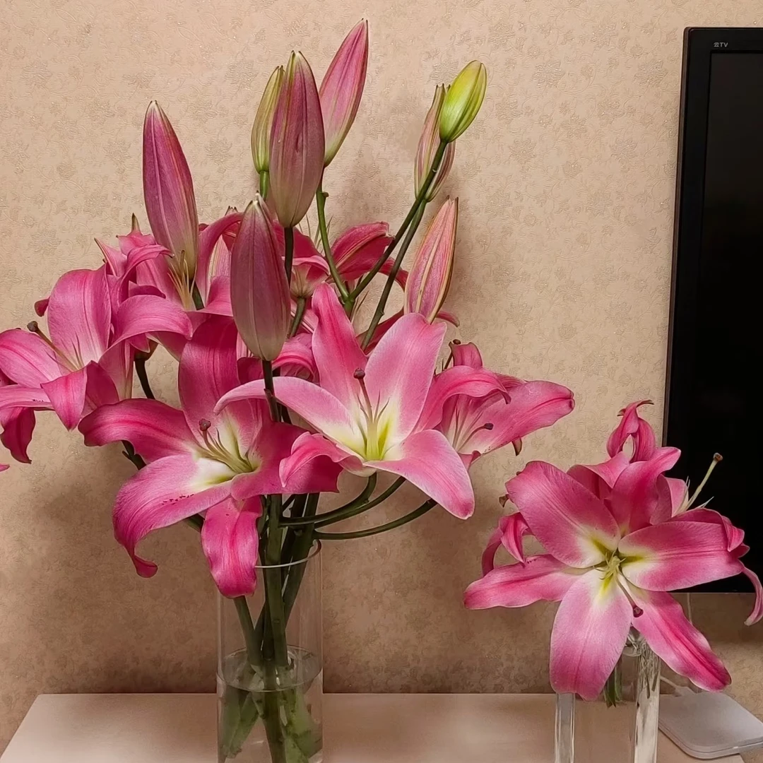 （竞争百合）东北基地直发香水百合水养鲜花家用插花