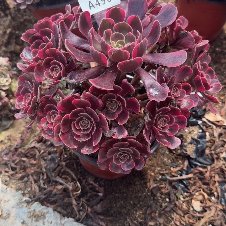 490爱神。多肉植物