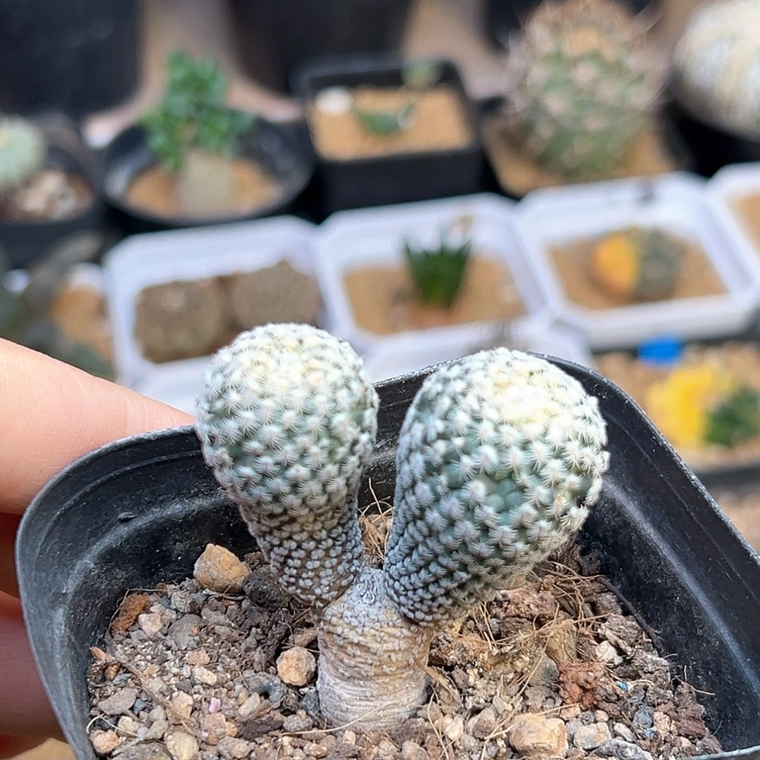 海胆×精巧殿杂母本