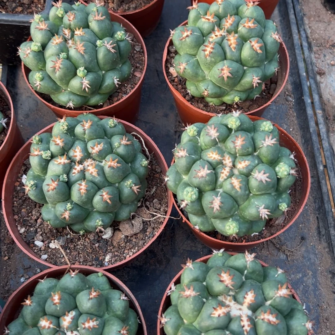 短豪刺象牙随机一颗。