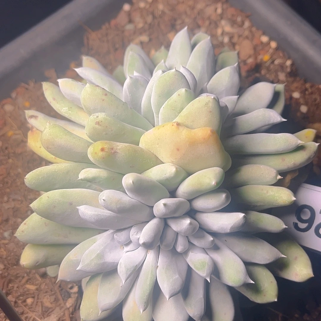 多头拇指老朱1426