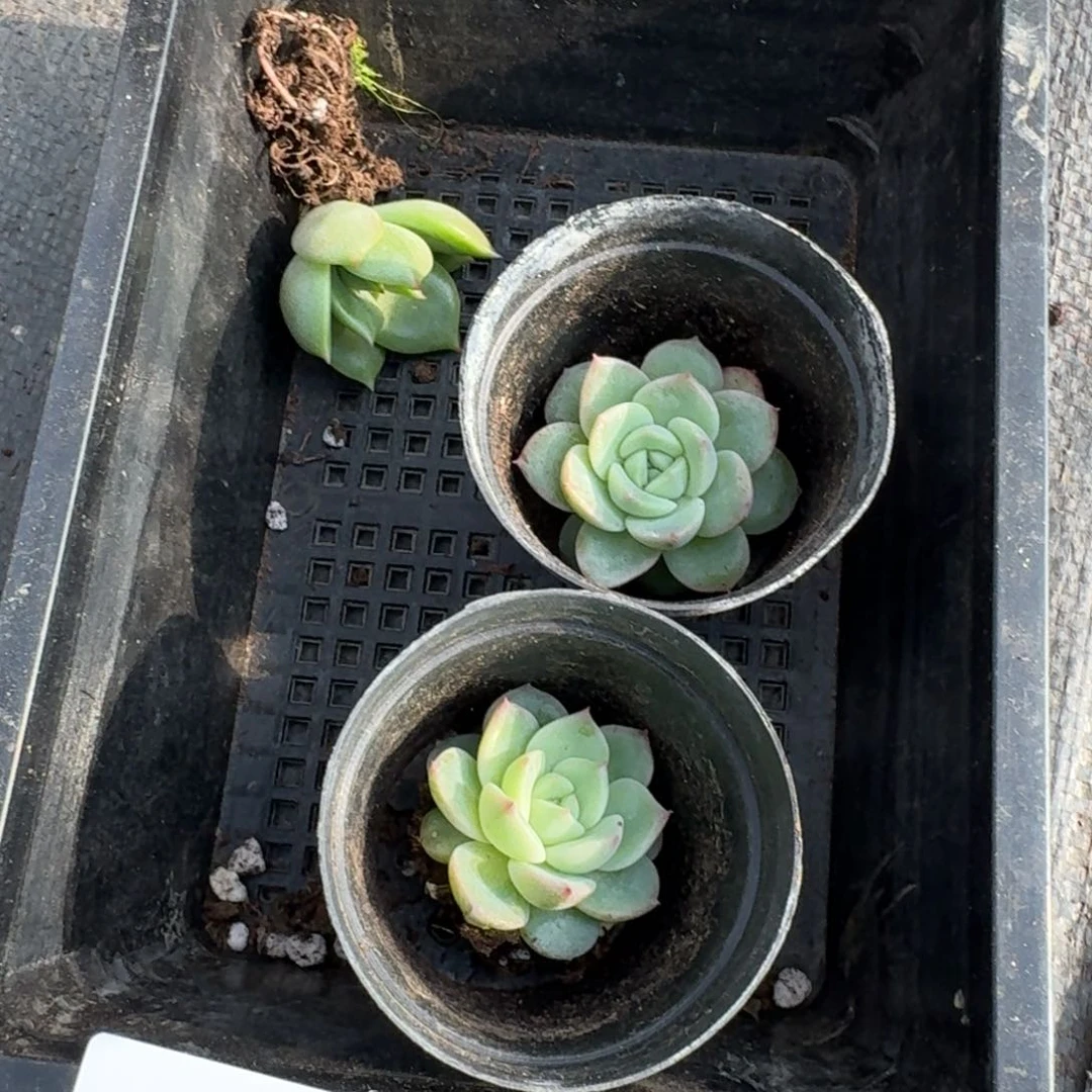 多肉杂交一物一拍11-98