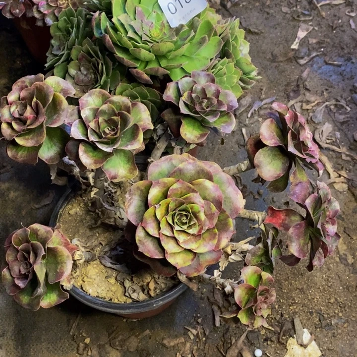 两盆多肉断头不包0189