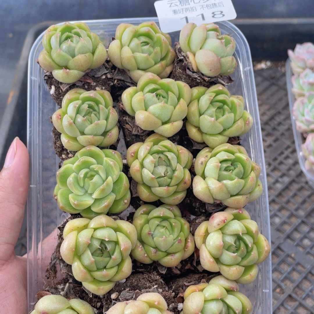 云糖心多肉植物118