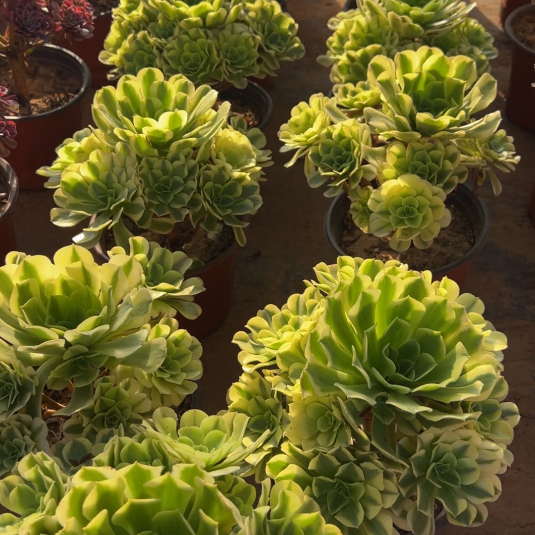 绿豆沙9.9多肉植物