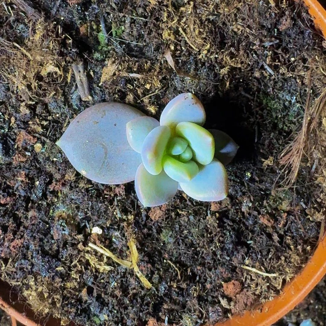 邀月仙子 叶插 一物一拍