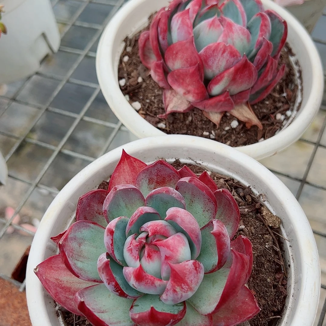 惊鸿仙子大单头精品特价