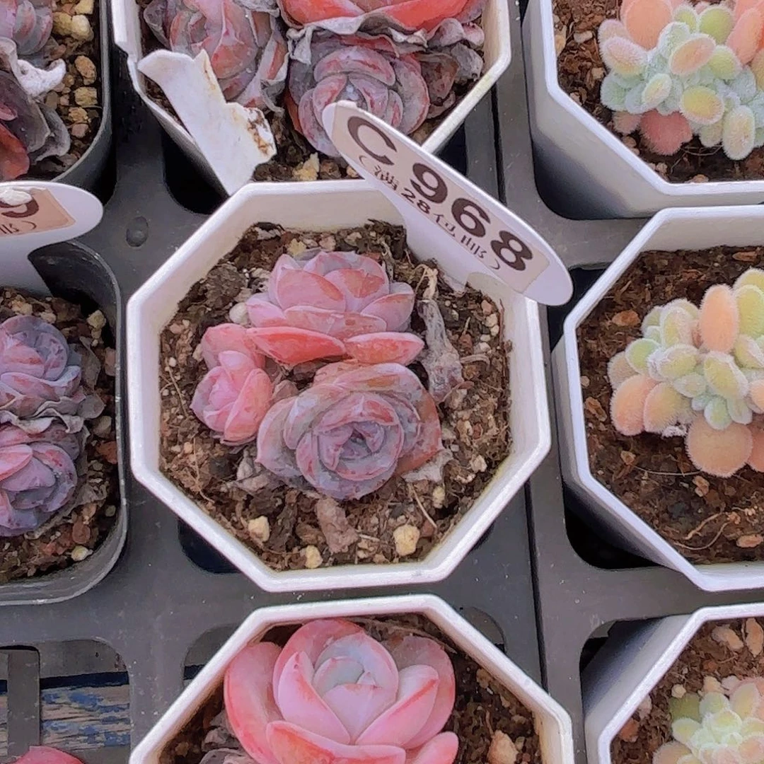 E149布鲁兰一物一拍