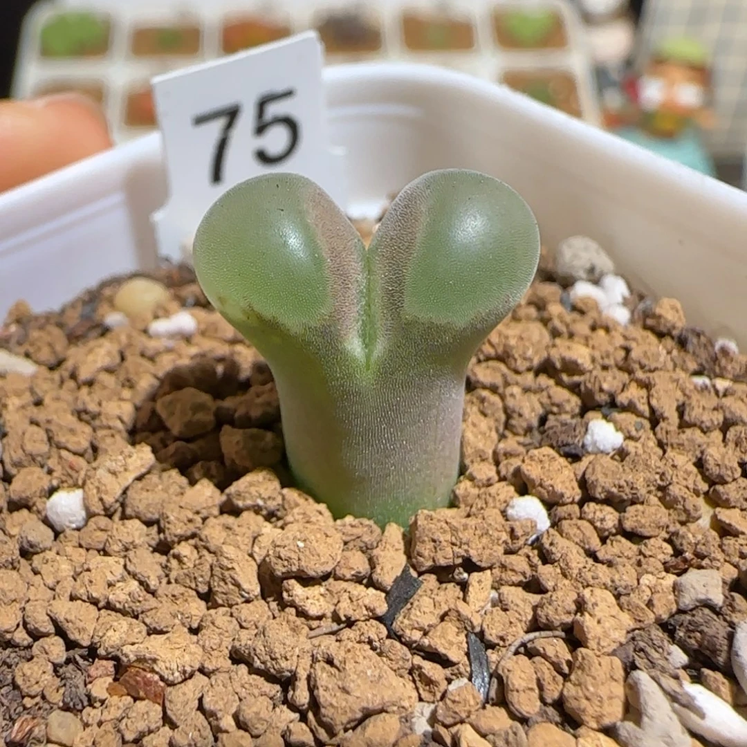 肉锥多肉植物组合-Cr1132侧影1512